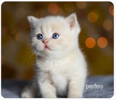 Perfeo Коврик для компьютерной мыши &quot;Cat&quot;, Рис.17 (240*200*2 мм), ткань+резиновое основание Perfeo Коврик для компьютерной мыши "Cat", Рис.17 (240*200*2 мм), ткань+резиновое основание