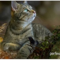 Perfeo Коврик для компьютерной мыши "Cat", Рис.27 (180*220*2 мм), ткань+резиновое основание