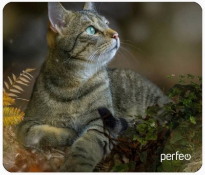 Perfeo Коврик для компьютерной мыши &quot;Cat&quot;, Рис.27 (180*220*2 мм), ткань+резиновое основание Perfeo Коврик для компьютерной мыши "Cat", Рис.27 (180*220*2 мм), ткань+резиновое основание
