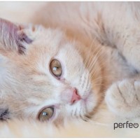 Perfeo Коврик для компьютерной мыши "Cat", Рис.4 (350*300*3 мм), ткань+резиновое основание