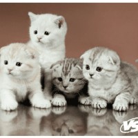 VS Коврик для компьютерной мыши "Cat", Рис.6 (194*233*3 мм), полипропилен+вспененный пластик
