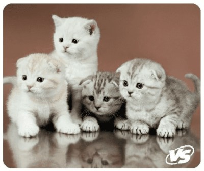 VS Коврик для компьютерной мыши &quot;Cat&quot;, Рис.6 (194*233*3 мм), полипропилен+вспененный пластик VS Коврик для компьютерной мыши "Cat", Рис.6 (194*233*3 мм), полипропилен+вспененный пластик