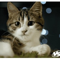 VS Коврик для компьютерной мыши "Cat", Рис.7 (194*233*3 мм), полипропилен+вспененный пластик