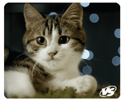 VS Коврик для компьютерной мыши &quot;Cat&quot;, Рис.7 (194*233*3 мм), полипропилен+вспененный пластик VS Коврик для компьютерной мыши "Cat", Рис.7 (194*233*3 мм), полипропилен+вспененный пластик