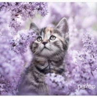 Perfeo Коврик для компьютерной мыши "Cat", Рис.11 (340*280*4 мм), ткань+резиновое основание